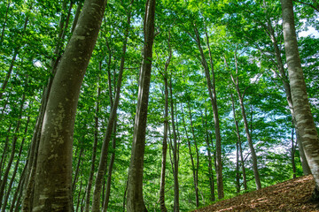 ブナ林の木漏れ日