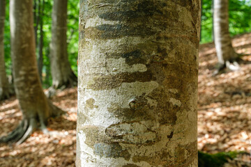 ブナの木肌