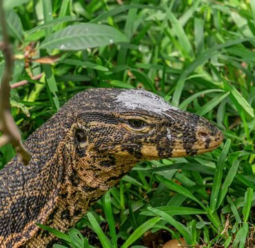 Asian Water Monitor(Varanus salvator) Living in The Madras Crocodile Bank Trust and Centre for Herpetology, ECR Chennai, Tamilnadu, South India - Founder Romulus Earl Whitaker.	