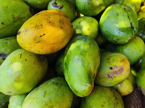 Banginapalli, Neelum mango, Alphanso, Mulgoa, Ratnagiri mango, Malda mango, Sindhura mango, kesar mango, haapus mango, himsagar mango, Bangalora, langra mango seeling at mambakkam, chennai, india.