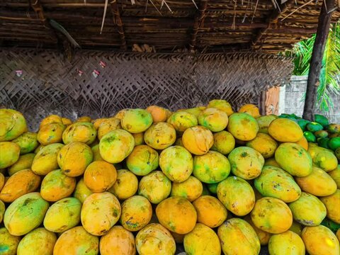 Banginapalli, Neelum mango, Alphanso, Mulgoa, Ratnagiri mango, Malda mango, Sindhura mango, kesar mango, haapus mango, himsagar mango, Bangalora, langra mango seeling at mambakkam, chennai, india.