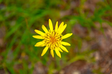 Paisaje de naturaleza verano del bosque colorido en luz del sol de la mañana