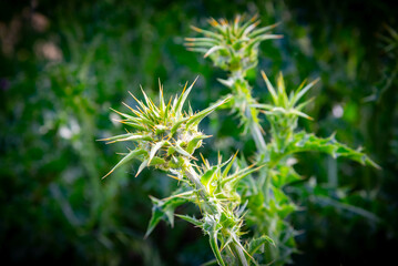Paisaje de naturaleza verano del bosque colorido en luz del sol de la mañana