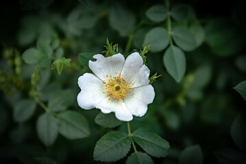 Paisaje de naturaleza verano del bosque colorido en luz del sol de la mañana