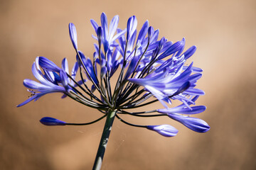 Bl&uuml;tenpracht auf Madeira