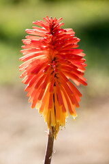 Bl&uuml;tenpracht auf Madeira