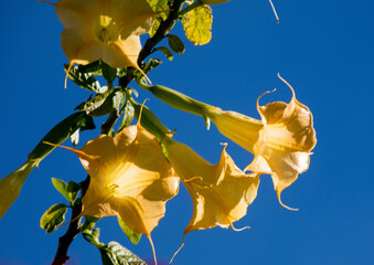 Bl&uuml;tenpracht auf Madeira