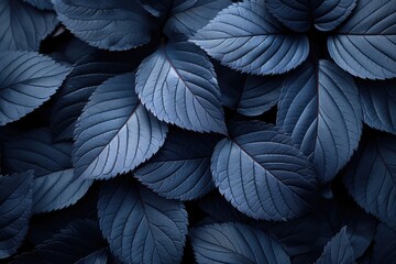 Fototapeta premium Plants and Leaves
