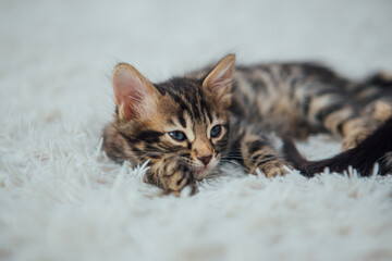 Little bengal kitten on the white fury blanket