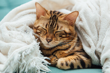 Bengal kitty cat laying undeer the white fury blanket