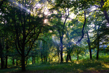 Sunlight shines through the branches and leaves of trees. Morning fog in the forest. Rays of light