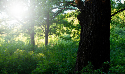 Oak tree in the forest. Sunlight beams through the branches of the trees. Morning. Trunk and bark of a large tree.