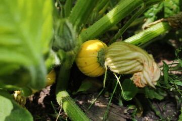 pumpkin in a garden with a beautiful yellow flower