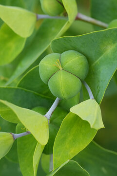 Vertical closeup on the green leaves with a seedbox of the caper or paprer spurge, Euphorbia lathyris