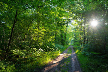 Mont Tremble walk in Compiègne forest