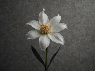 Obraz premium Elegant White Magnolia Blossoms