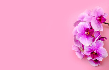 A branch of purple orchids lies on a pink background
