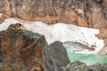 A hoary marmot (Marmota caligata) on a rock, Edith Cavell, Jasper National Park, Alberta, Canada.