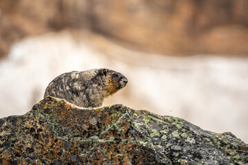 A hoary marmot (Marmota caligata) on a rock, Edith Cavell, Jasper National Park, Alberta, Canada.