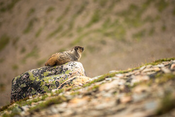 A hoary marmot (Marmota caligata) on a rock, Edith Cavell, Jasper National Park, Alberta, Canada.