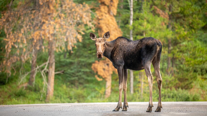 Female moose (alces alces) on the road, Jasper National Park, Canadian Rockies.
