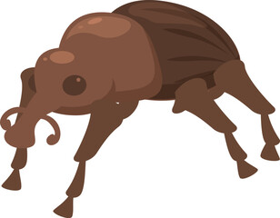 Brown weevil beetle walking isolated on white background