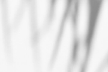 Fototapeta premium White wall with shadow of leaves overlay. Sunlight effect shadow on the wall. Minimal blurred backdrop backgrounds. Summer tropical surface background. 