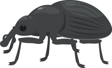 Black weevil is standing on six legs, an illustration of the common garden pest