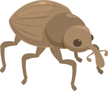 Brown weevil is walking with its long nose and big eyes