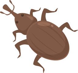 Brown weevil beetle is standing and looking forward