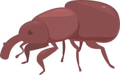 Red weevil walking side view showing head thorax abdomen and legs