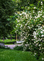 Obraz premium flowering jasmine bush in the park