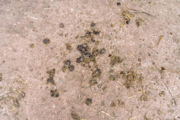 Camel manure scattered on sandy ground with some straw. Manure appears fresh and clustered