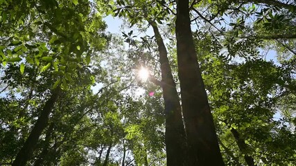 Summer hiking under sunbeam with dense lush foliage trees in tropical rainforest. Low angle view movement. Environmental conservation.