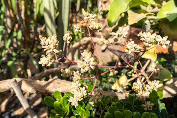 Kalanchoe beharensis flowers, blooming Elephant ear succulent shrub ornamental plant