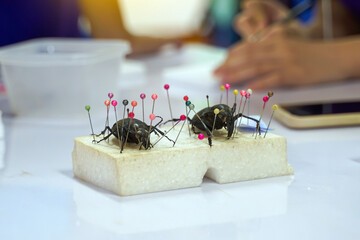 Asian students learn about Beetle Taxidermy is a technique of preserving animal carcasses in a living condition to collect as specimens of local insects. © Aoy_Charin