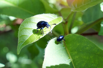 Blue Milkweed Beetle on a leaf. It has a dark blue, shiny body.  It is an insect that indicates the environment. Soft and selective focus.