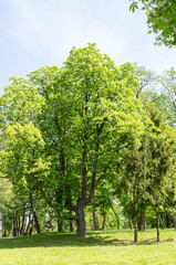 Fototapeta premium Young Light Green Chestnut Tree Leaves and Flowers Illuminated by the Sun, Blooming Chestnut Tree