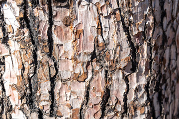 Bark of Pinus canariensis, fire-resistant Canary pine bark texture background closeup, fire-resistant tree