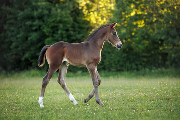 beautiful foal walking on a summer field