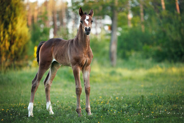 cute curious foal standing on a summer field
