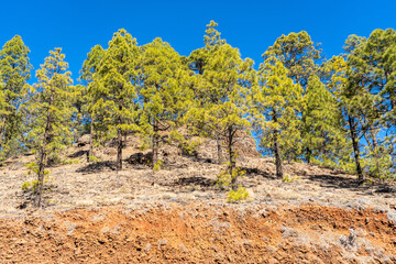 Canary pine trees on a hillside under a clear blue sky, sparse underbrush, rocky terrain, vibrant...
