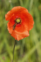Fototapeta premium Wild Poppy Flower With Wasp in Summer Field