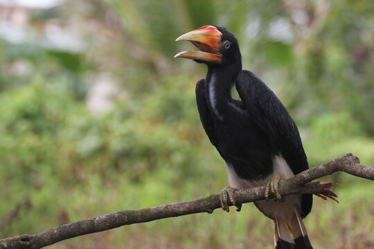 bird, hornbill, hornbill, a hornbill native to Kalimantan, bucerotidae, enggang, rangkong