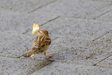 A small bird is eating a piece of orange bread
