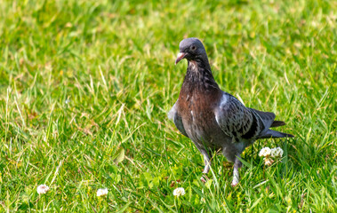 Obraz premium Pigeon on green grass in the park