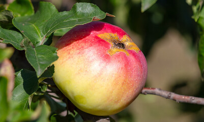 Red ripe apples on a tree in summer
