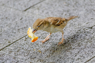 A small bird is eating a piece of orange bread