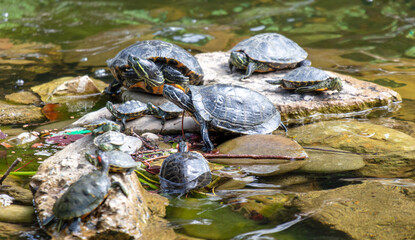 Close-up portrait of a turtle in a pond
