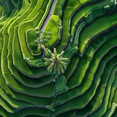 Fototapeta premium Aerial view of rice paddy fields